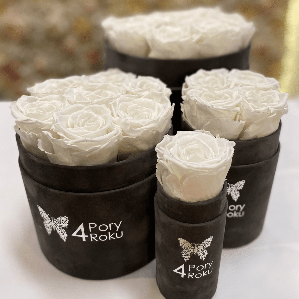 flower box wieczne róże białe