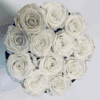 flower boxy wieczne róże białe