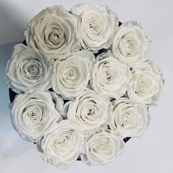 flower boxy wieczne róże białe